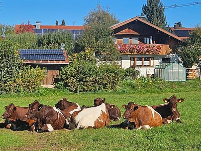Nicht zu übersehen - das Wohlgefühl unserer Wiederkäuer in der Herbstsonne!