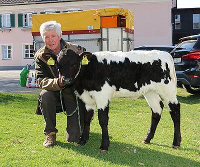 Zuchtkalb aus Morus x Raureif von Andrea Aufschnaiter, Peterbauer, Kirchberg/T.