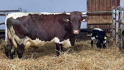 Paradekuh Elina hat kürzlich ihr viertes Kalb geboren.