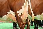 IMG 6098