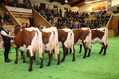 Beeindruckende Nachzuchtgruppe von Besamungsstier Rusty