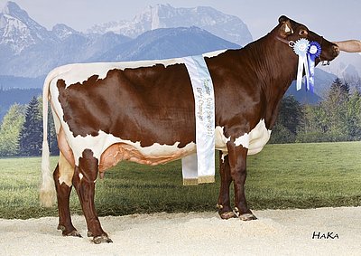 Euterchampion KÄFER (V.Major) von Josef Berger, Grub, Saalbach