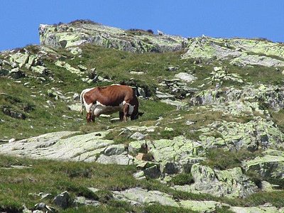 Kuhweide auf über 2.500 m! 30 Pinzgauer-Kühe von Matthias Zimmermann stellen hier ihre Kondition unter Beweis!