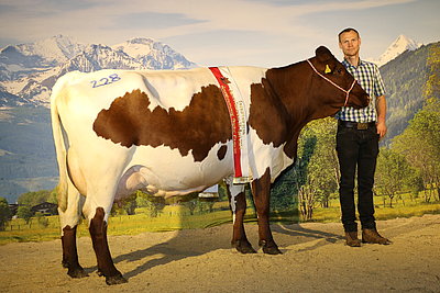 Gesamtreservesiegerin der Gebietsrinderschau Unteres Saalachtal 2024: ALMA (V.MAMUT)