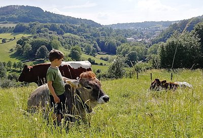 Jonas Hoppe inmitten der hübschen "Bergrindernachzucht" im deutschen Weserbergland!