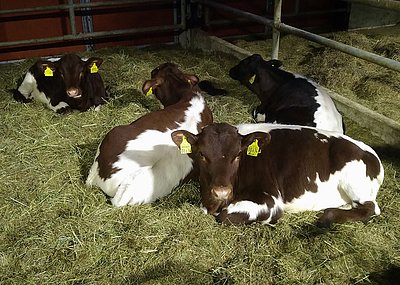 Genießen ihr feines Leben - die jüngsten Pinzgauer von Ramona und Ludwig Hipp im Allgäu!