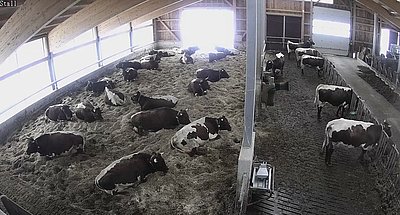 Da, wo es beginnt - am Vorderfrommgut in Werfenweng, wo die gehörnten Kühe ein großzügiges Terrain haben!