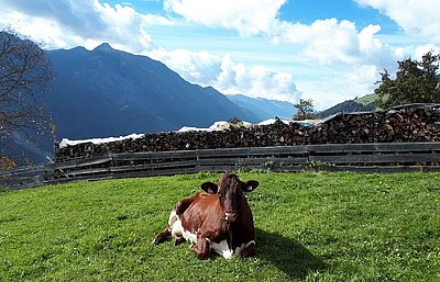 Auch in Osttirol lässt sich's gut leben! Die "Neue" von Simon Weis am Schneiderhof in Thal-Assling!