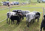 IMG 0716
