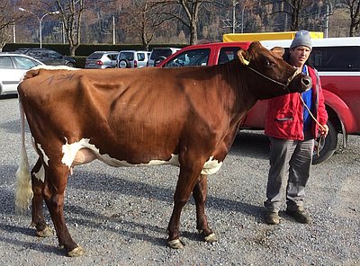 Jungkuh (V.Ladd Red) vom Litzlhof wechselte zu Hans-Peter Mitteregger, Oberlehen, Kaprun
