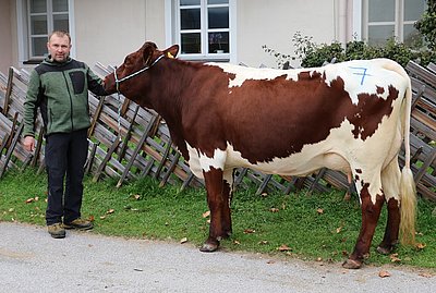 Zweitlaktierende SEGEN (V.Reißer, 51,3%RF) von Christian Egger, Untereben, Großarl