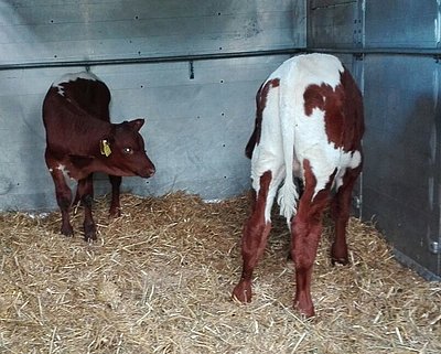 Auf neuen Wegen unterwegs - RUDI (Rester x Locki) und LOIS (V.Locki x Rubin)
