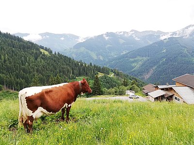 Fabius-Großmutter DOLLY auf der Gruberalm in Saalbach!