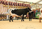 IMG 0219