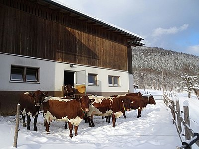 Winterauslauf vis á vis der Paul-Außerleitner-Schanze in Bischofshofen! Qualitätsvolle Herde von Familie Stock, Schnurn
