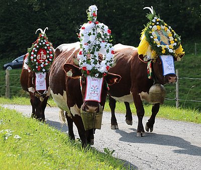 An Schönheit nicht zu übertreffen! Die aufgekranzten Oberleinkühe!