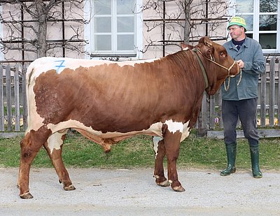 Teststierkandidat SIMBA (Saentis x Migo) von Ferdinand Kirchner, Neuhof, Mühlbach/Pzg.