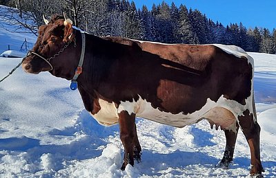 Drittkalbskuh MOARIN (V.Wams) von Bernhard Harlander, Eyersberg, Goldegg