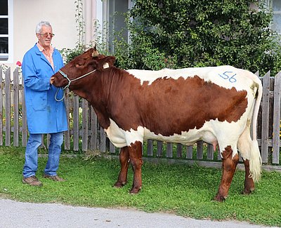 Jungkuh (V.Fidelio) von Roswitha und Peter Trauner, Kramer in Bruck