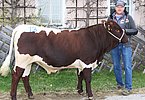 Zuchtstier HALLER-MICKY (Michi x Fasan) von Mathias Kinberger, Mitterleithen, Zell am See