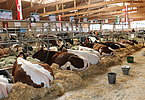 IMG 0340