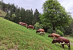 Sie kennen nahezu nur Steilflächen - die Milchkühe von Hannes Hofer am Hubgut hoch über dem Zeller See!