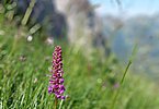 Die Bergflora zeigt sich in ihrer Hochform und lädt zum Staunen und Bewundern unserer Schöpfung ein!