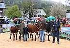 Familie Trauner, Kramer präsentiert die schwarze Drittkalbskuh Edelweiß (V.Rudi), Jungkuh Bleaml (V.Fendrich) sowie Ochse Max (V.Morbus)