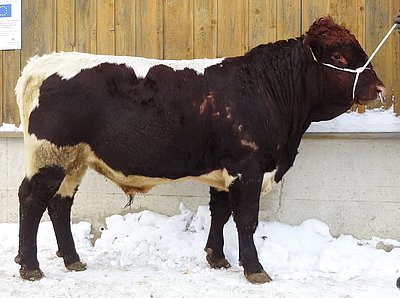 GIGANT (V.UE Gandalf) von Bernadette Leibold, Meßstetten (Foto: Roswag)