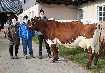 Zweitkalbskuh MICHI (V.Loris) von Manfred Nindl, Schranzlern, Hollersbach