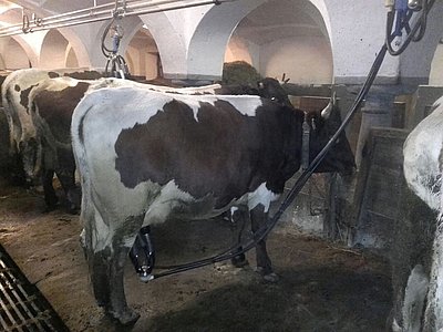 Sie ist eine ganz Brave - so lautete Johannes' Beschreibung von der Fidelio-Jungkuh aus der Zucht von Waltraud Kaml, Großwidmoos, Wagrain