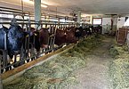 Nur beste Qualität am Futtertisch - das Ziel des überzeugten Heumilchbauern Josef Höttl!