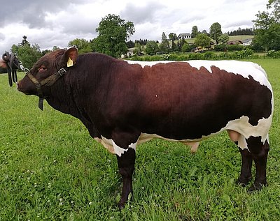 Ein Prachtexemplar! UE Nick (V.Nupur, gezüchtet von Norbert Uebler in Hirschbach/Bayern) wurde bei der Deutschen Bundesschau von Horst Schnitzer, Jaklbauer in Feldkirchen ersteigert.