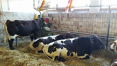 Hervorragend verkauft werden konnten die drei angebotenen Pinzgauer-Stiere - keiner unter 2.400 Euro!