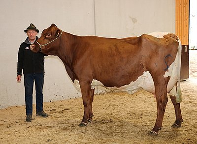 VRENI (V:Savard Red) von Matthäus Hochfilzer wechselte um € 2.240 zu Florian Laimer, Muthöfe, Dorf Tirol/Südtirol