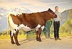 Kat.Nr. 167 - Gruuppensiegerin KERSCH (V.Lendl) v. Gesnbr. Zehentner, Oberpiebing, Saalfelden
