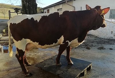 Jungkuh Sonne (V.Reingold, Z.LFS Bruck) von Reinhard Bachler in Randegg