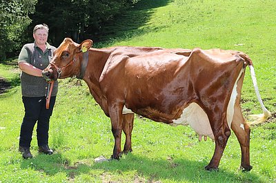 FARA (V.Agent Red, geb. 04.03.2005) von Elisabeth u. Gerhard Steiner, Mitteracker, Kitzbühel