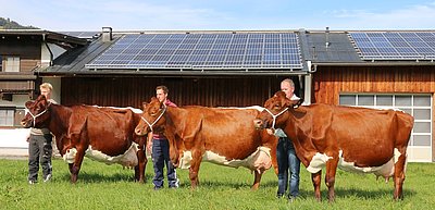 drei exklusive Pinzgauer x RH-Kühe mit einer Lebensleistung von jeweils mehr als 100.000 kg Milch!