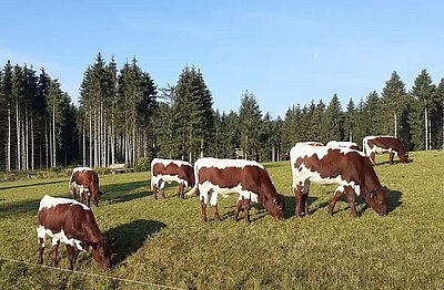 Wolfis künftiges Betätigungsfeld - die vielversprechenden Jungkalbinnen von krManta!