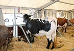 IMG 7106