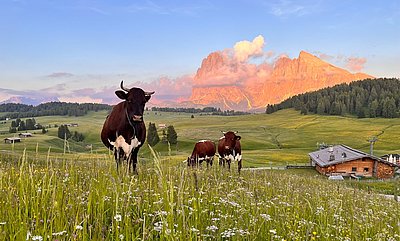 Schöner geht's nicht! Pinzgauer von Familie Kostner auf der Seiser Alm
