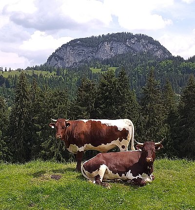 Kalbinnen von Familie Hohenwarter, Haitzmann auf der Saueckalm am Unkenberg!