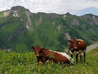 Wohlgefühl auf 2.000 m Seehöhe! Pinzgauer auf der Alpe Gritsch in Liechtenstein