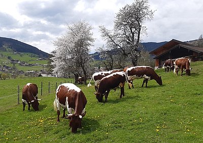 Flora und Fauna im prächtigen Kleid - die Kuhherde von Robert Krimbacher, Lehen in Goldegg erfreut sich samt Zuchtstier Feiser des schönen Frühlingstages!