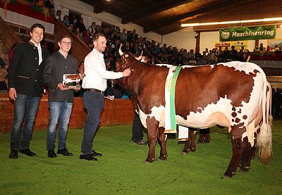 Pinzgauer Euterchampion - GAMS (V.Rado) von Andreas Riepler, Jandl, Wagrain