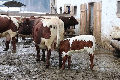 Eine überzeugende Betriebsphilosophie - die genetisch hornlose Mutterkuhherde am Lackenhof!
