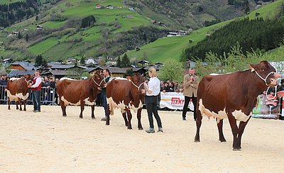Hochspannung im Finale der besten Pinzgauerkühe!