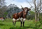Im Sommer begrüßt man sich auf der Alm!