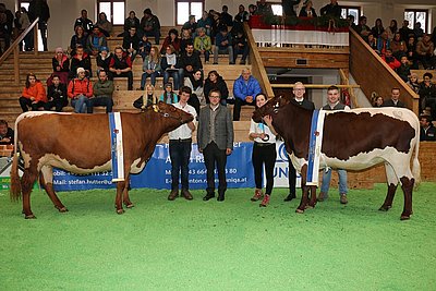 Rassesieger PI x RF und Pinzgauer -